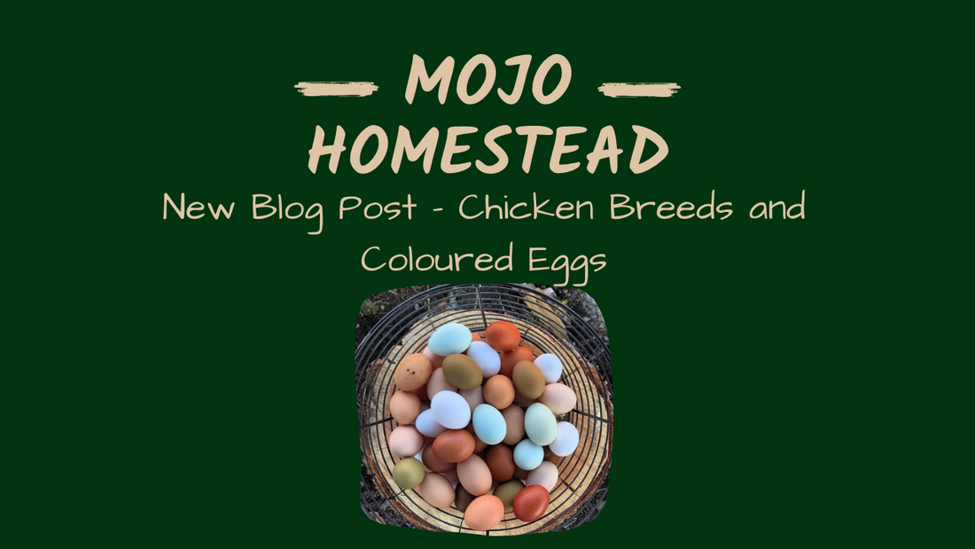 Chicken Breeds and Coloured Eggs